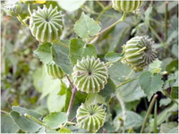 มะก่องข้าว Abutilon indicum (L.) Sweet<br/>MALVACEAE